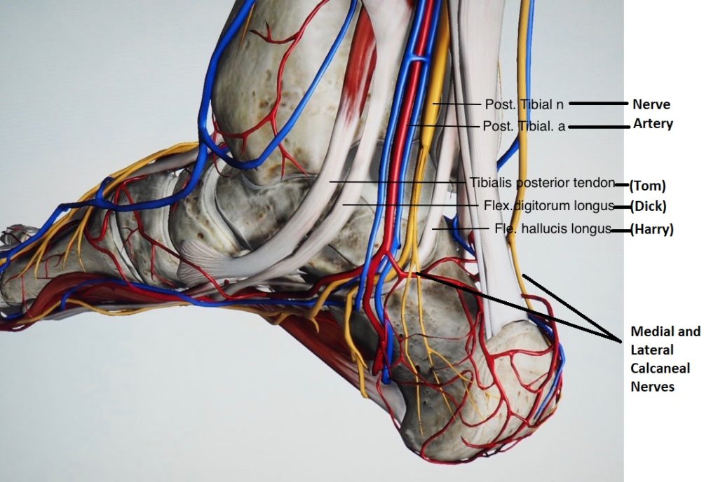 Heel Pain Series Week 1: Anatomy - Sports and Structural Podiatry