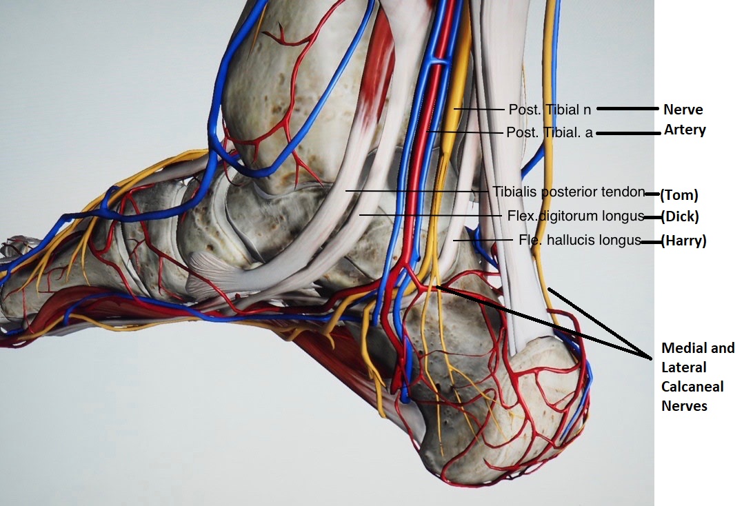 Heel Pain Series Week 1 Anatomy Sports and Structural Podiatry
