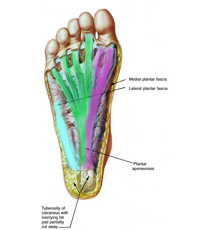 3 Sections of the plantar fascia