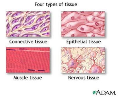 Types of tissue in the human body