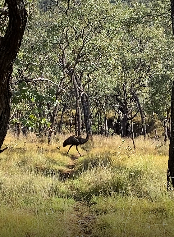 A photo of an emu in amongst the trees and shrubbery.